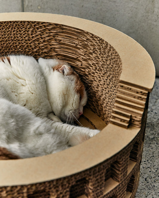 羅馬競技場貓窩